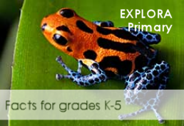 tree frog on a green leaf with text: Explora Primary. Facts for grades K-5